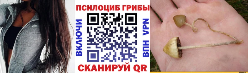 Галлюциногенные грибы мицелий  mega сайт  Приморск  купить наркоту 